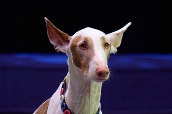 Минприроды предложило стандартизировать работу центров реабилитации животных