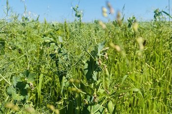 В татарстанском горохе нашли пестициды и зерновку