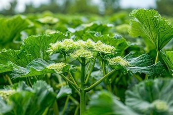 В Санкт-Петербурге ИИ начал автоматически штрафовать за борщевик