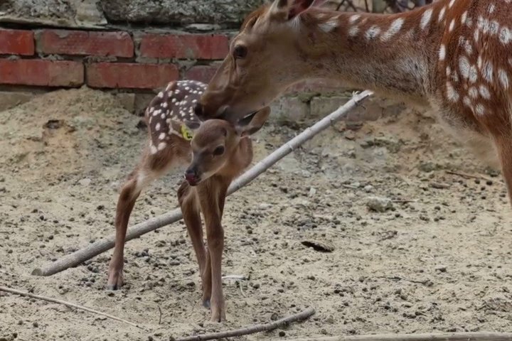 В зоопарке Казани родился пятнистый олененок