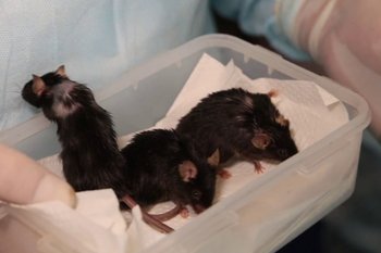 Ученые впервые показали видео с мышами после космического полета на «Бионе-М» №2