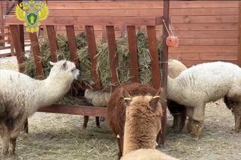 В Казани прокуратура обнаружила нарушения содержания животных в парке альпак