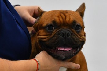 Депутаты Госдумы предложили создать единый короткий номер для экстренной ветпомощи