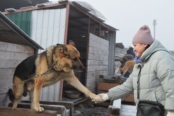 На отлов бездомных животных в Зеленодольске на весь 2026 год выделят 10 млн рублей