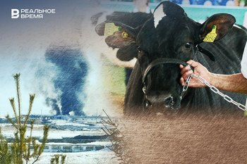 Пастереллез у ворот