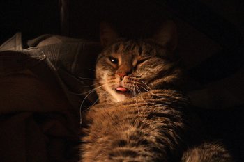 В Киевской области сотрудники ТЦК «мобилизовали» кота — видео