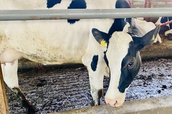 В Елабуге ввели карантин из-за бешенства у животных