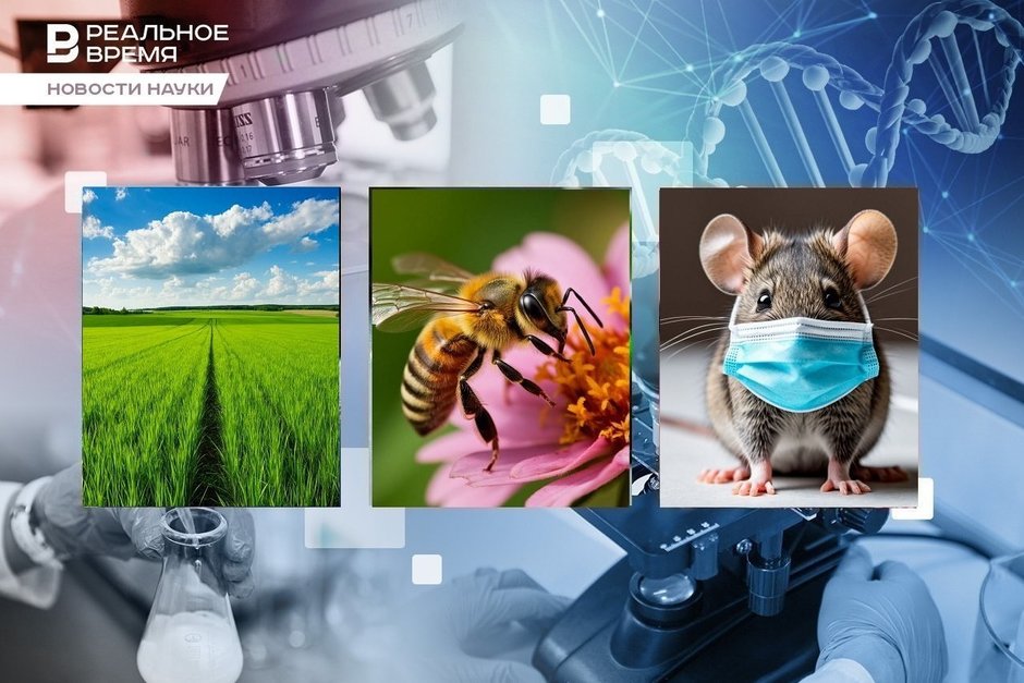 Пчелиная навигация, универсальная вакцина, запахи разных болезней