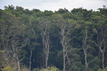 В мае в регионах ПФО, включая Татарстан, прогнозируют превышение значений пожарной опасности