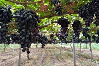 Из Казани — в Ташкент: халяльные напитки из виноградной косточки встали на полки