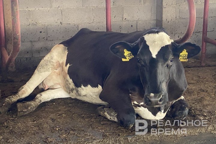 В Татарстане участились случаи бруцеллеза и бешенства среди животных