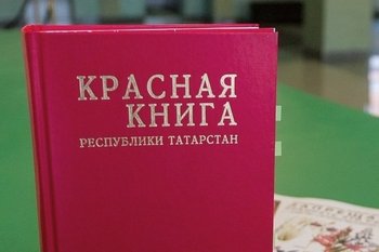 В Казани задержали водителя, катавшегося по городу с краснокнижным медвежонком