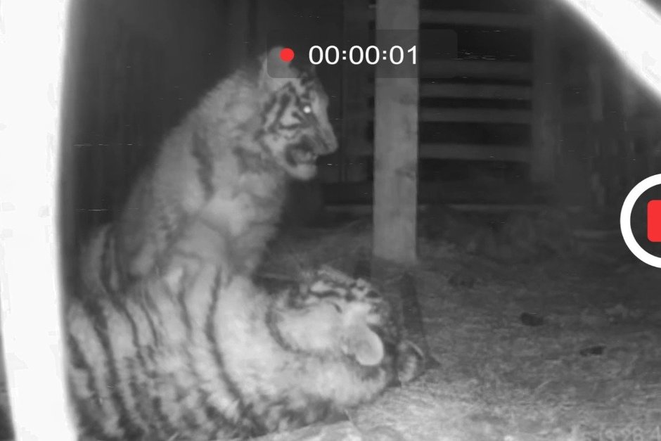 Появилось видео, как спасенных амурских тигрят доставили в Казань