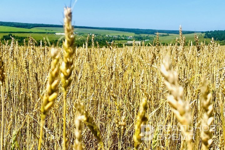 В России вырос спрос на кадры в сфере сельского хозяйства