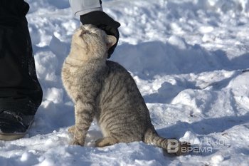 Коты стали самыми популярными домашними животными в России