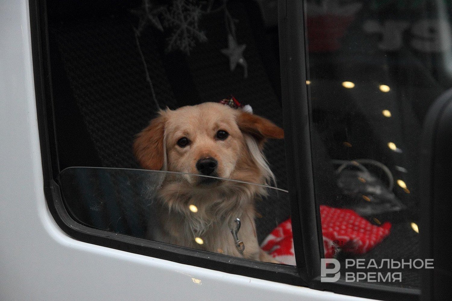 Татарстан вошел в топ-4 pet-friendly регионов России