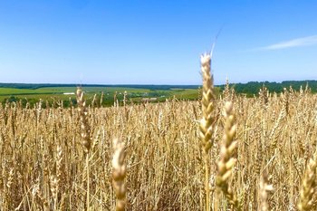 Татарстан экспортировал свыше 30 тысяч тонн зерна за полгода