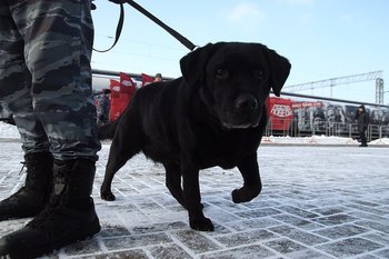 Штраф за нарушение содержания собак в Татарстане одобрен в первом чтении