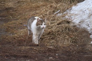 В Татарстане чаще всего теряются овчарки и Барсики