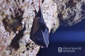 Суд в США обязал Китай выплатить $24 млрд за сокрытие данных о COVID-19