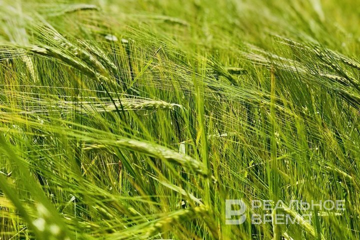 В Татарстане выросло производство ячменя на 30%