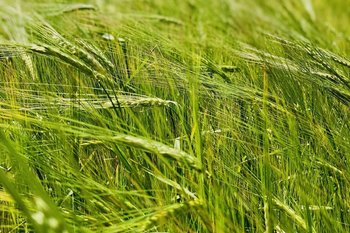 В Татарстане выросло производство ячменя на 30%