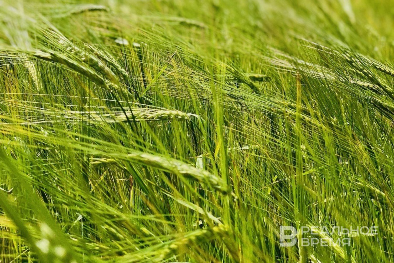 В Татарстане выросло производство ячменя на 30%