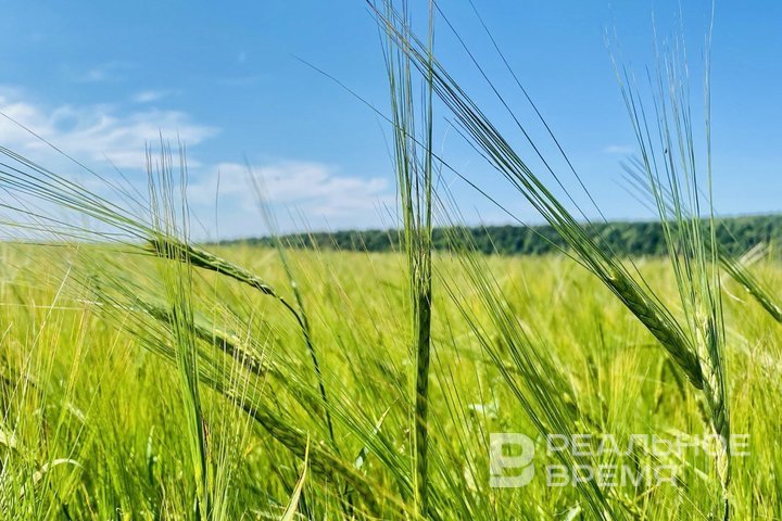 Фермеры Татарстана выручили более 380 миллионов на сельхоз ярмарках