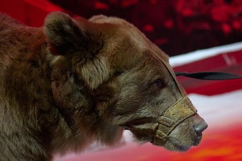 В двух районах Татарстана впервые хотят разрешить охотиться на медведей