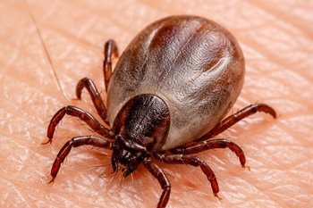 В Госдуме предложили бесплатно проверять клещей после укуса