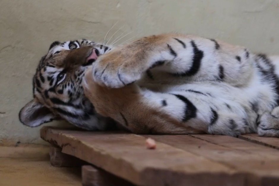 В Казанском зооботсаду стартовал конкурс имен для амурских тигров
