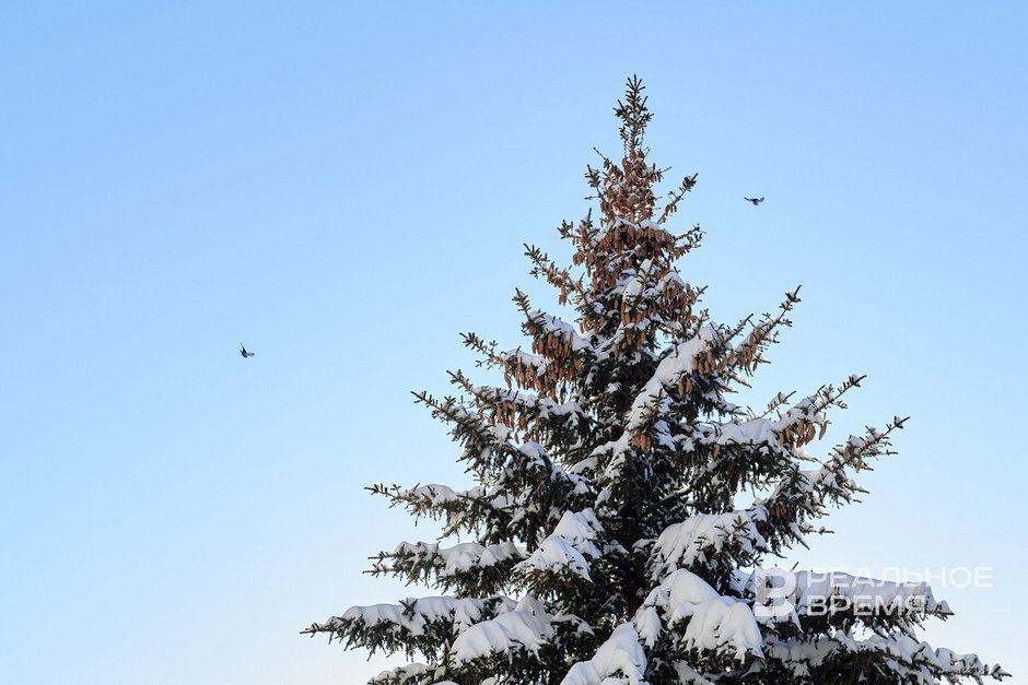 Главную ель России спилили в Землино и отправили в Кремль: ее высота — 26 метров