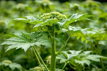 Борщевик захватывает Татарстан: новый закон не решит проблему без системного подхода