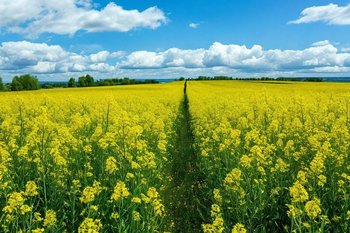 В Татарстане началась уборка озимого рапса, посевная кампания озимых стартует через 2—3 недели