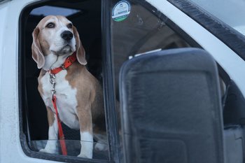 В октябре в Казани организуют бесплатные тренировки с собаками