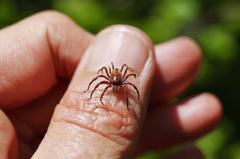 В Татарстане продолжается мониторинг за клещевыми инфекциями