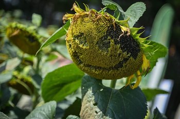 Жителя Татарстана обвинили в краже 21 тонны семян подсолнуха