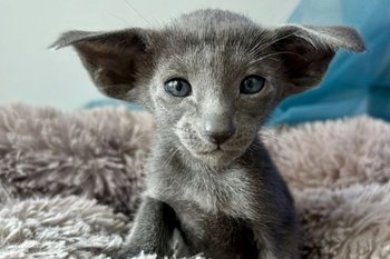 Самый дорогой котенок в Казани стоит 195 тыс. рублей