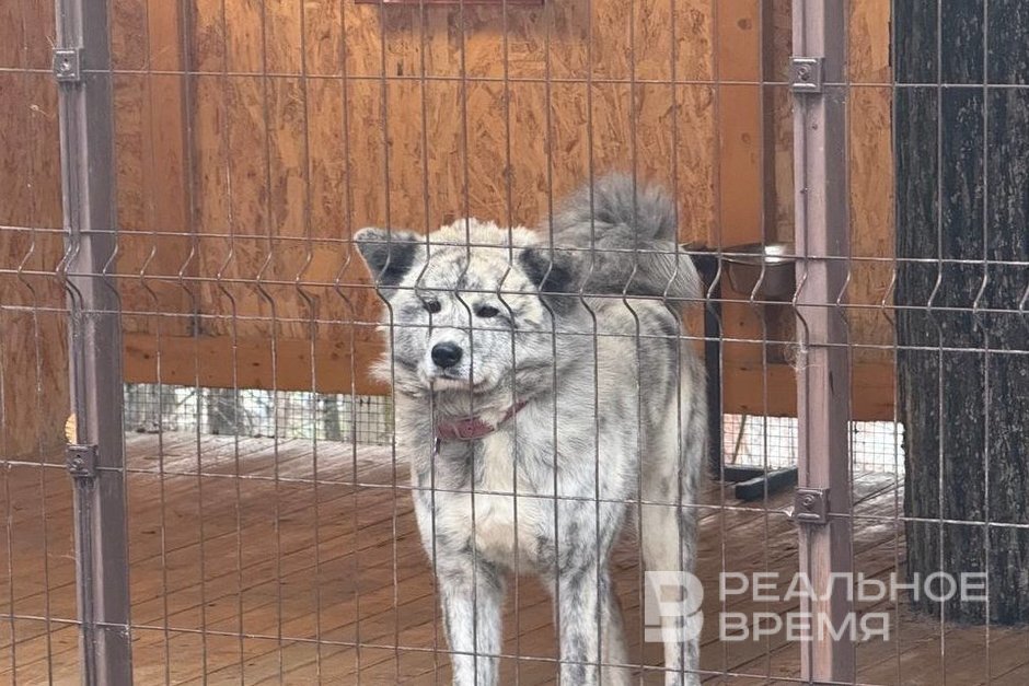 После нападения собак на ребенка в Васильево районы объявили тендеры на их отлов
