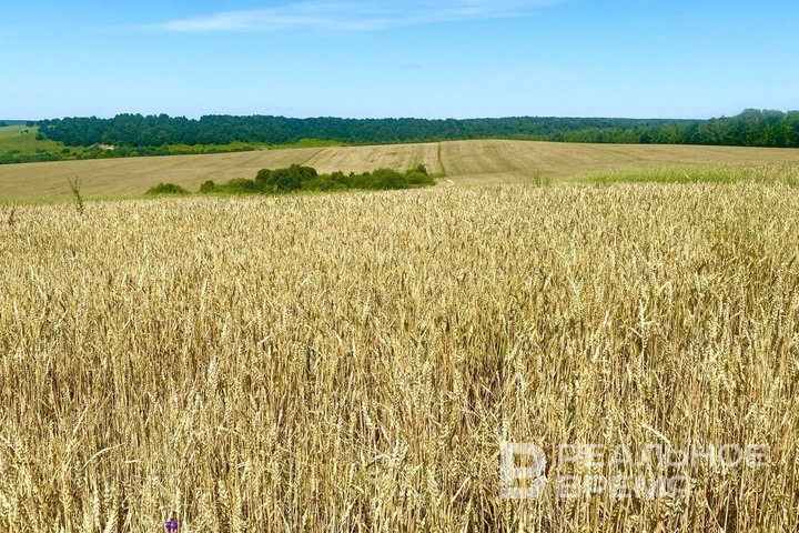 Казанские ученые разработали биопрепараты, "подрывающие" иммунитет насекомых-вредителей