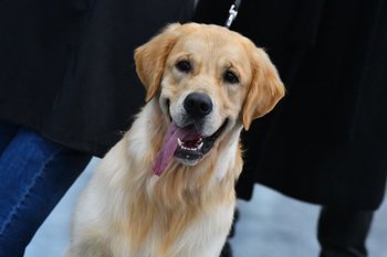 Инфляция на ветеринарные препараты в России достигла минимума за 28 месяцев