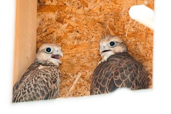 Краснокнижный сокол-балобан продолжает обживать Татарстан