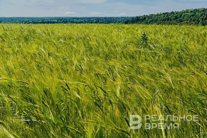 Агропром России получит в 2026 году 542 млрд рублей госпомощи