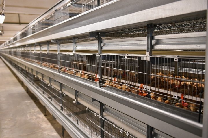 В Татарстане разгорелся скандал из-за еще не построенного курятника «Ак Барс — Пестрецы»