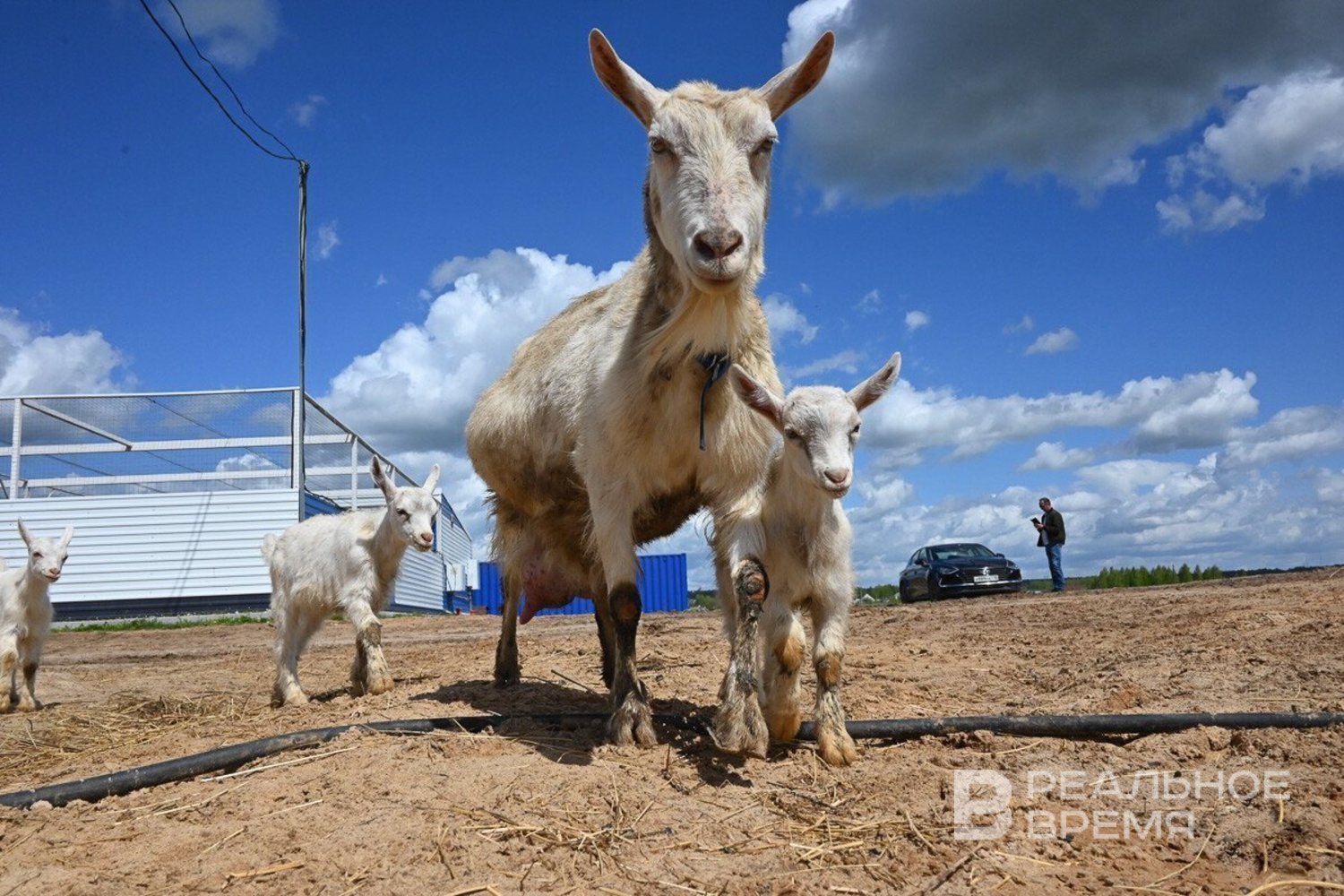 Производство аграрной продукции в России увеличилось на 5,4%