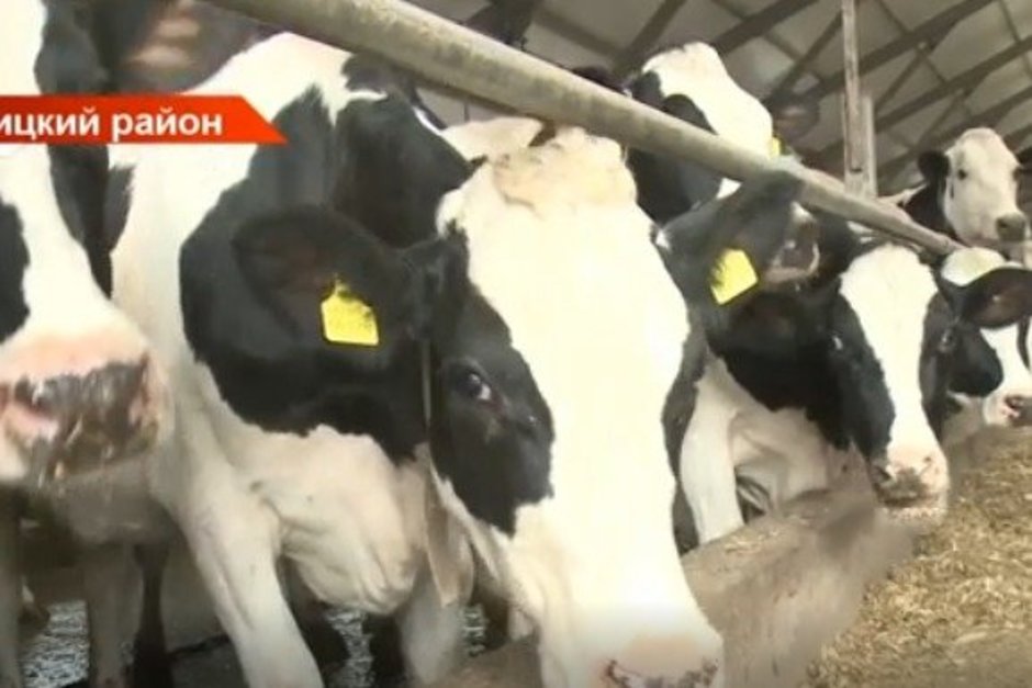 В Татарстане остановили грузовик с телятами без документов