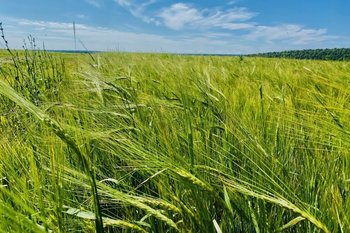 С начала 2025 года в Татарстане произведено сельхозпродукции на 339 млрд рублей