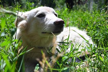 В Балтасинском районе Татарстана ввели карантин по бешенству животных