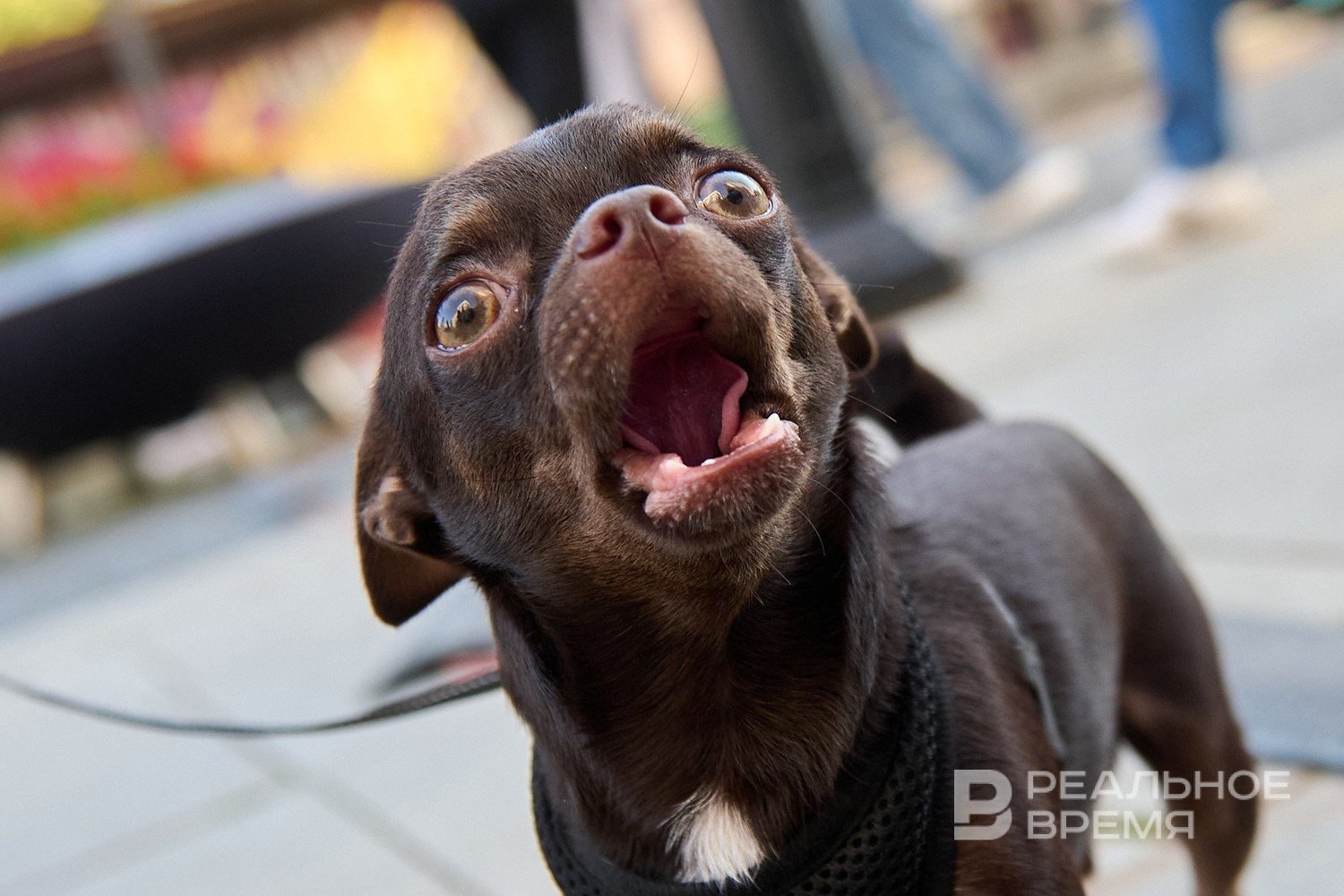 В Татарстане за 2024 год пропало почти 4 тысячи домашних животных