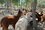 В Зеленодольском районе Татарстана открылся первый в республике парк альпак